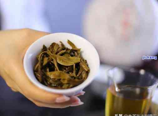 班章普洱茶生茶的特点与泡法：掌握正确方法，体验醇厚口感