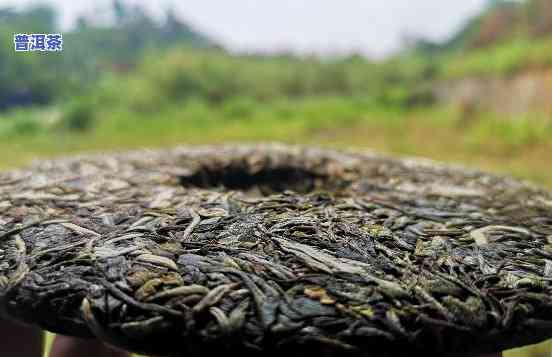 云南大渡岗茶叶：传承古法，匠心打造普洱茶精品