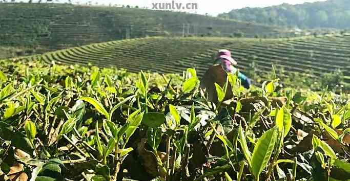 云南大渡岗茶叶：传承古法，匠心打造普洱茶精品