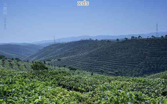 云南大渡岗茶叶：传承古法，匠心打造普洱茶精品