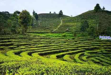 云南大渡岗茶叶：传承古法，匠心打造普洱茶精品