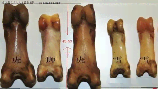 虎骨玉化：所需时间、条件及影响因素全面解析