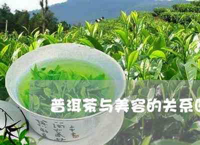 普洱茶和美容茶有什么区别