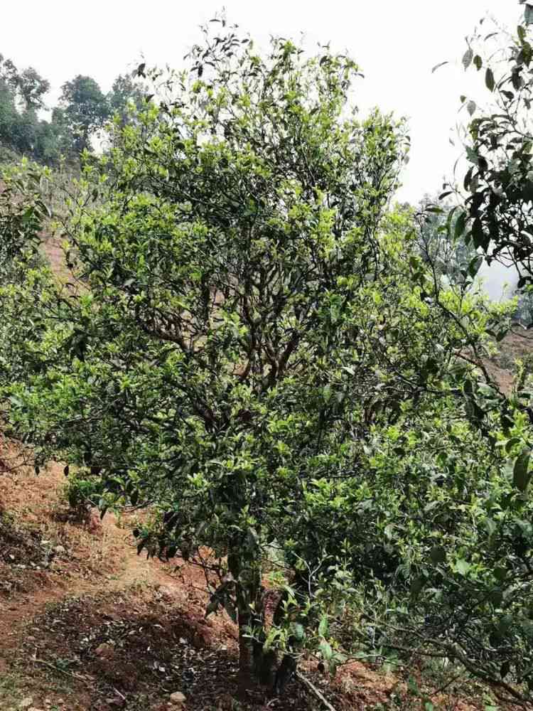 岩氏普洱茶：峨山古树韵，润泽细腻味，传承百年工艺的独特魅力