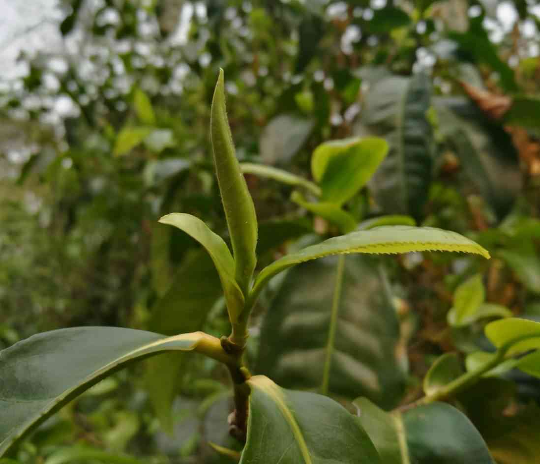 普洱茶尖芽