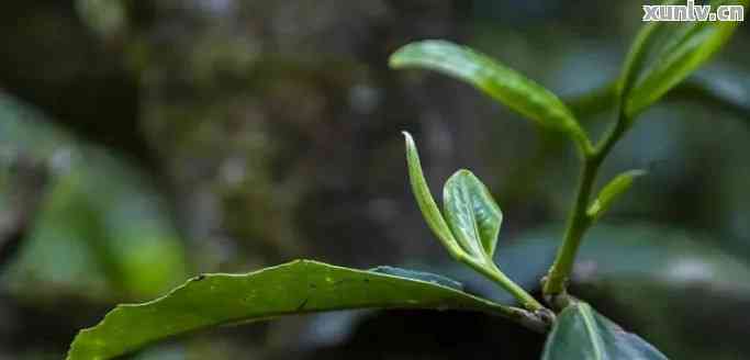 普洱茶的芽苞茶的饮用方法：特点禁忌一文全解