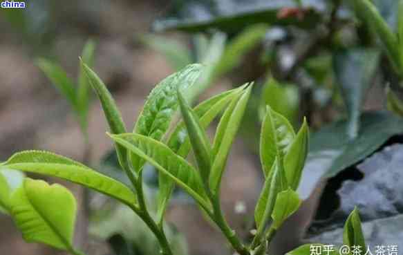 普洱茶的芽苞茶的饮用方法：特点禁忌一文全解