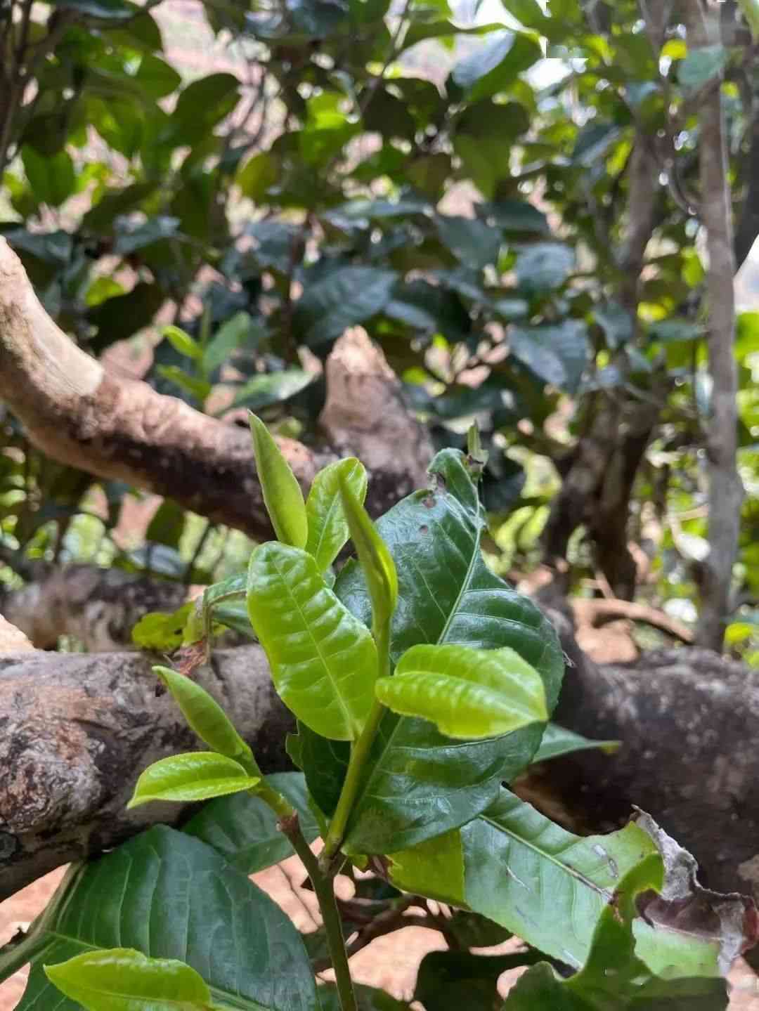 砍王普洱茶：云南名山古树茶品鉴与选购指南