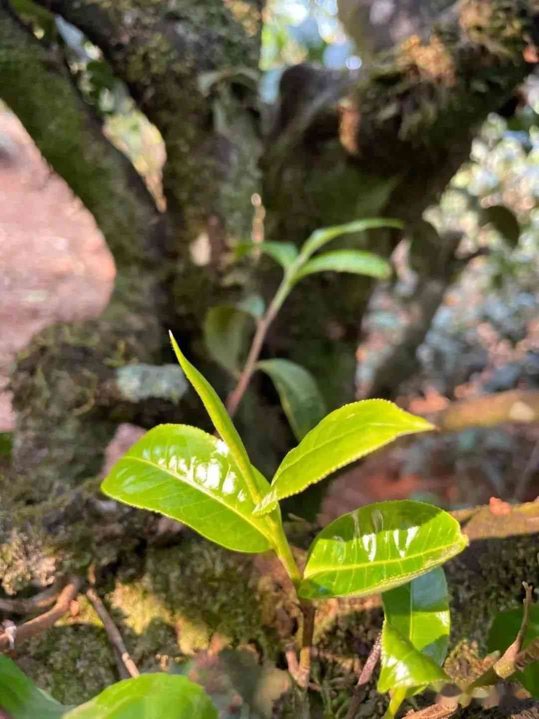 砍王普洱茶：云南名山古树茶品鉴与选购指南