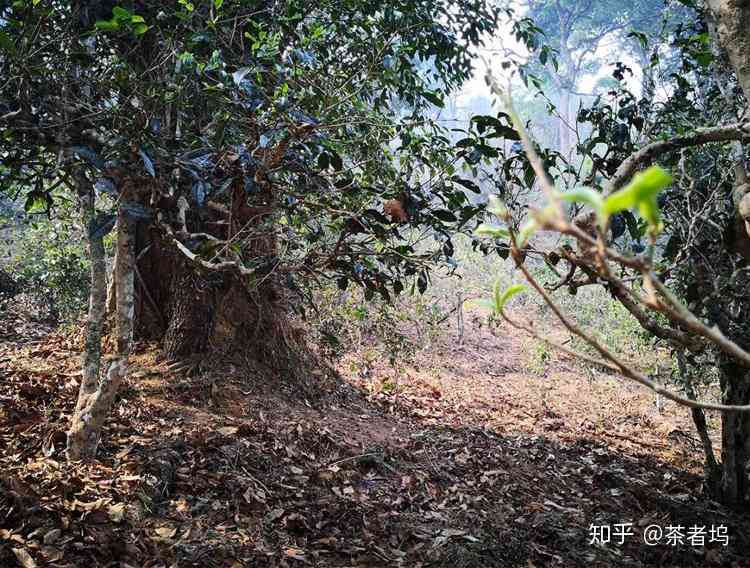 南糯山古树普洱茶特点介绍