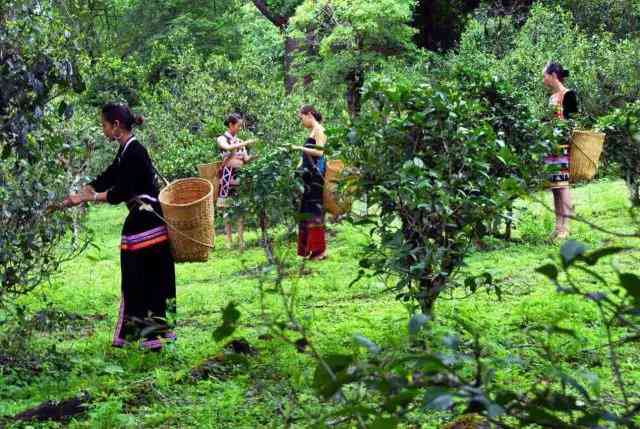 棒姐普洱茶：品鉴名山古树，领略普洱茶魅力