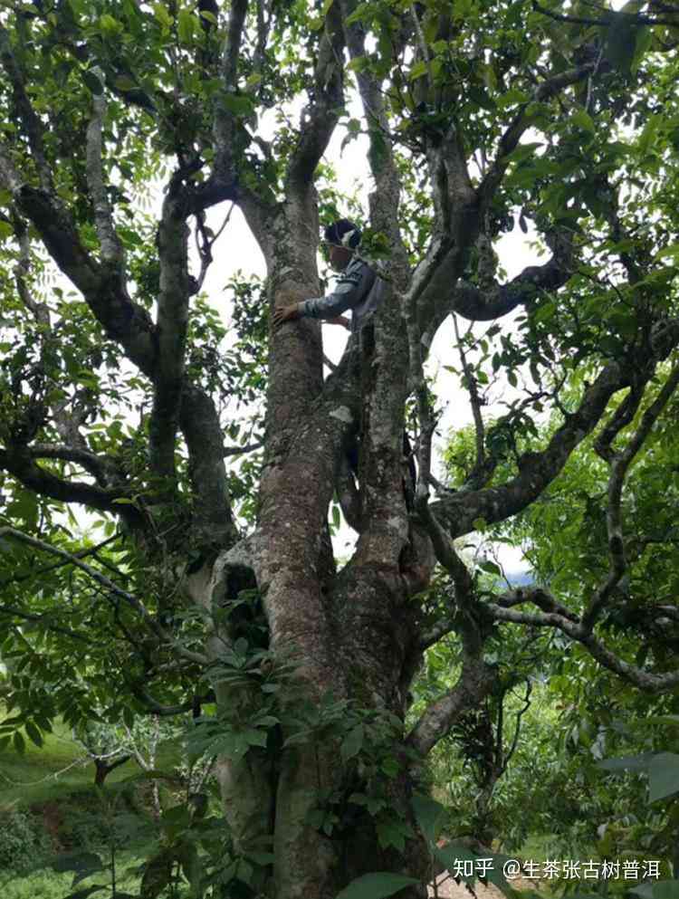 7721号无量山古树普洱生茶：滋味醇厚，阿里山风情的品鉴之旅