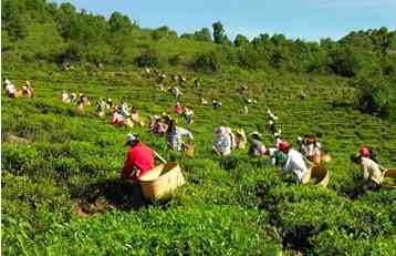 新 普洱茶与绵羊：探索云南独特生态环境下的文化交融