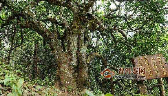 云南勐海茶树王：普洱茶古树之最，老班章传奇历研究资料