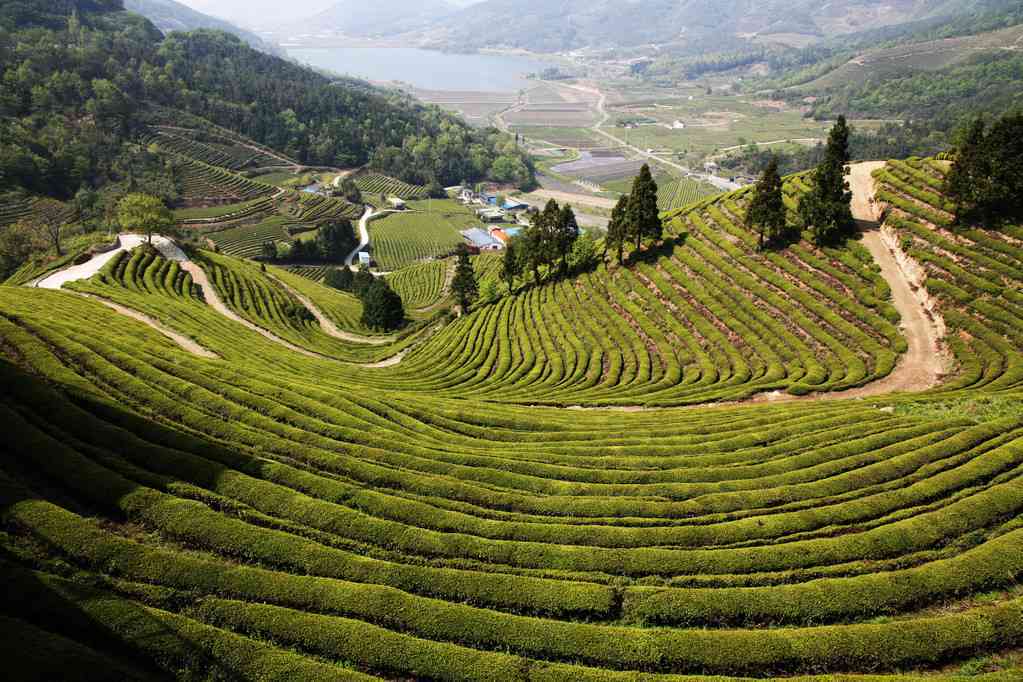 云南茶树王茶业勐海茶树王茶厂-云南茶树王茶业勐海普洱茶