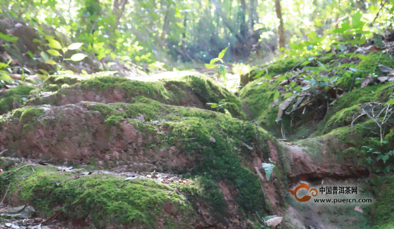 普洱茶古道