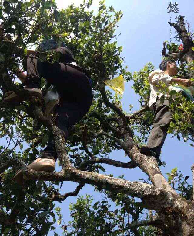 抱树普洱茶：一种独特的栽培与品饮体验