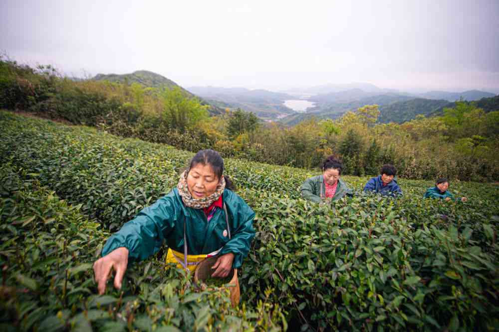 阳春三月，茶香四溢：新采摘的茶叶绽放春意