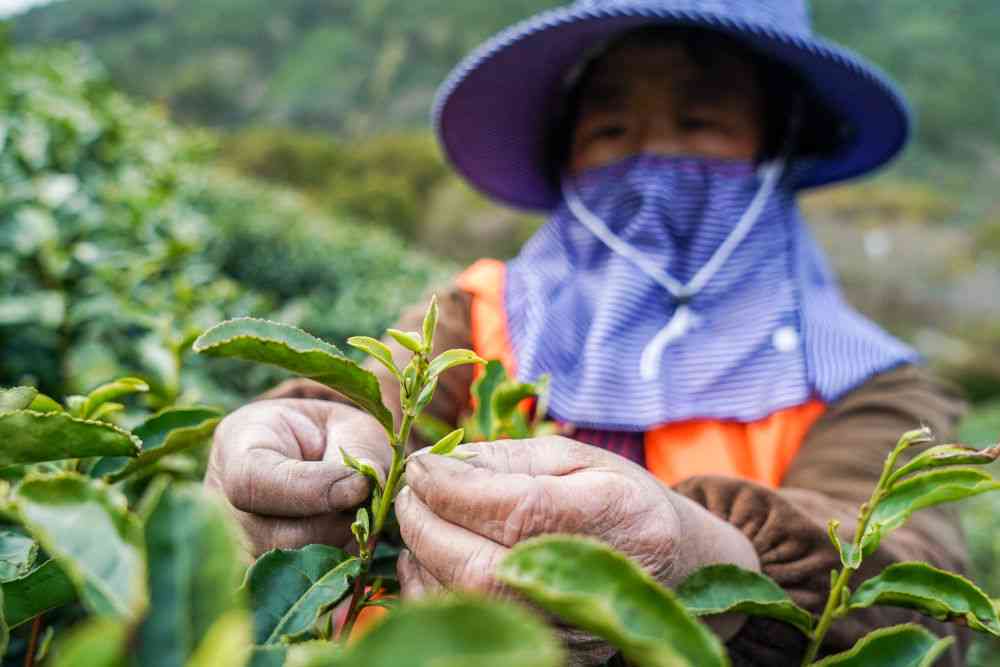 阳春三月，茶香四溢：新采摘的茶叶绽放春意