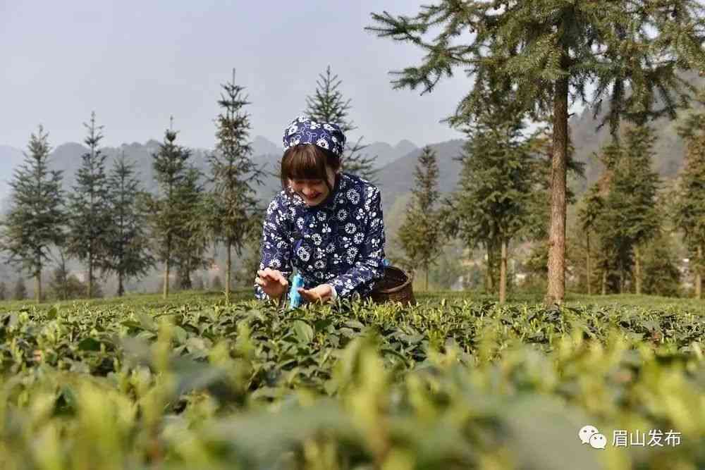 阳春三月，茶香四溢：新采摘的茶叶绽放春意