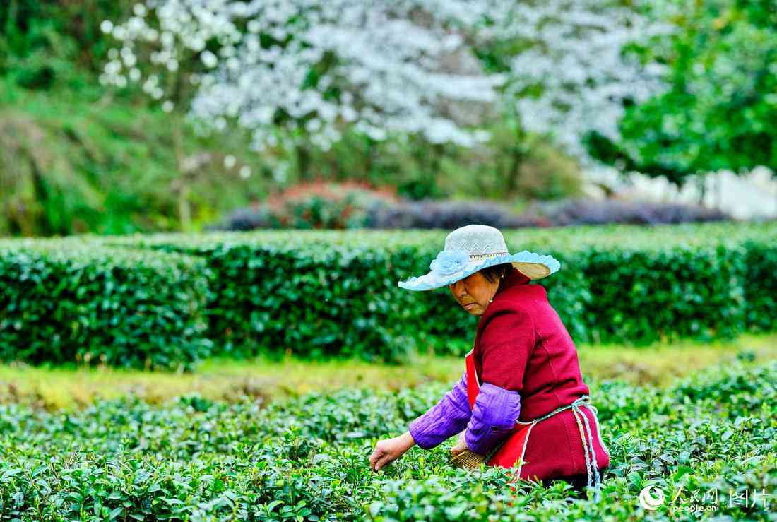 阳春三月，茶香四溢：新采摘的茶叶绽放春意