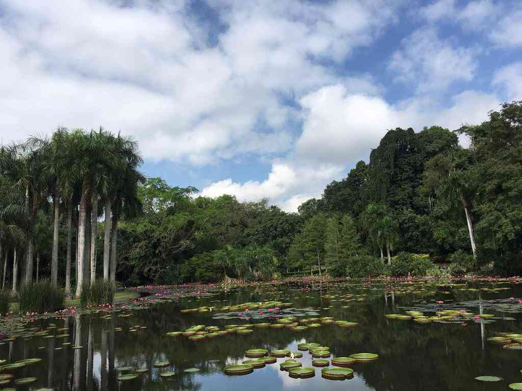 竹子普洱茶：西双版纳原生态古树茶的珍品详解