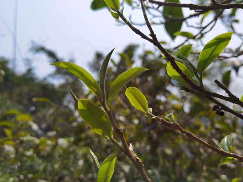 阳春三月普洱茶优质古树茶