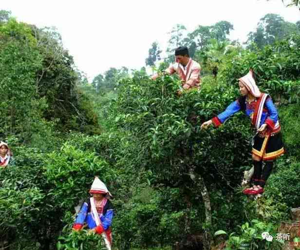 勐乐山七大茶山：全面了解这里的茶叶文化、地理位置和特色品种