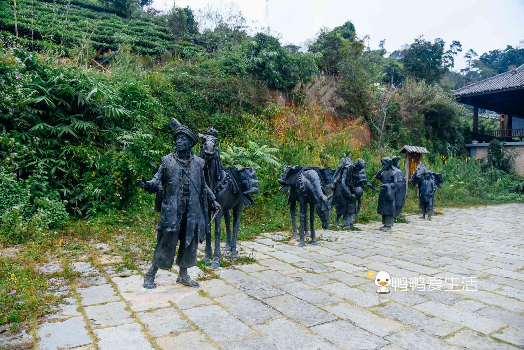 普洱茶马古道的由来与发展：一跨越千年的历传奇