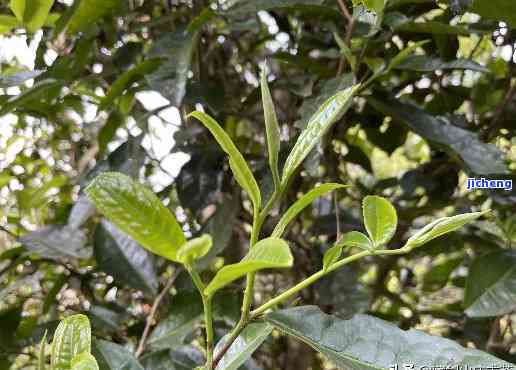 蜂神树普洱茶：品种、产地、制作工艺、口感、功效与品饮方法全面解析