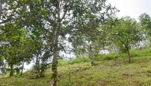 云南原产地曼松普洱茶，优质茶叶精选供应，批发价格实，品质保证