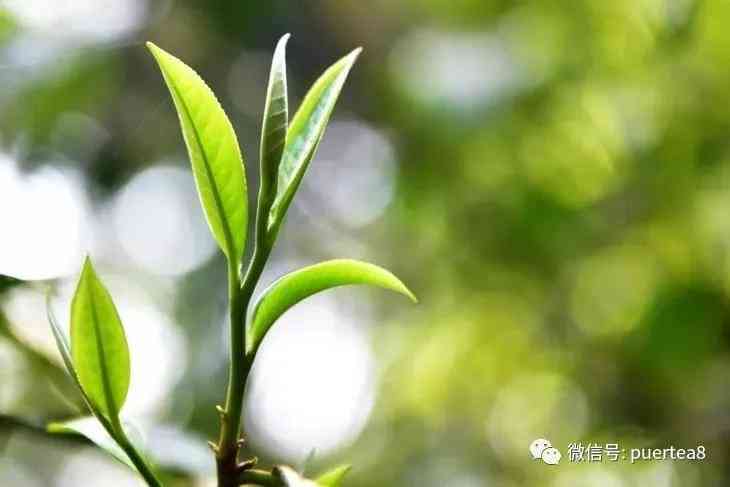 曼撒古树普洱茶：云南风土中的茶山珍品与独特口感