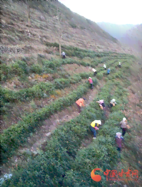 青岛茶厂：从茶叶种植到茶叶加工的全方位解答与了解