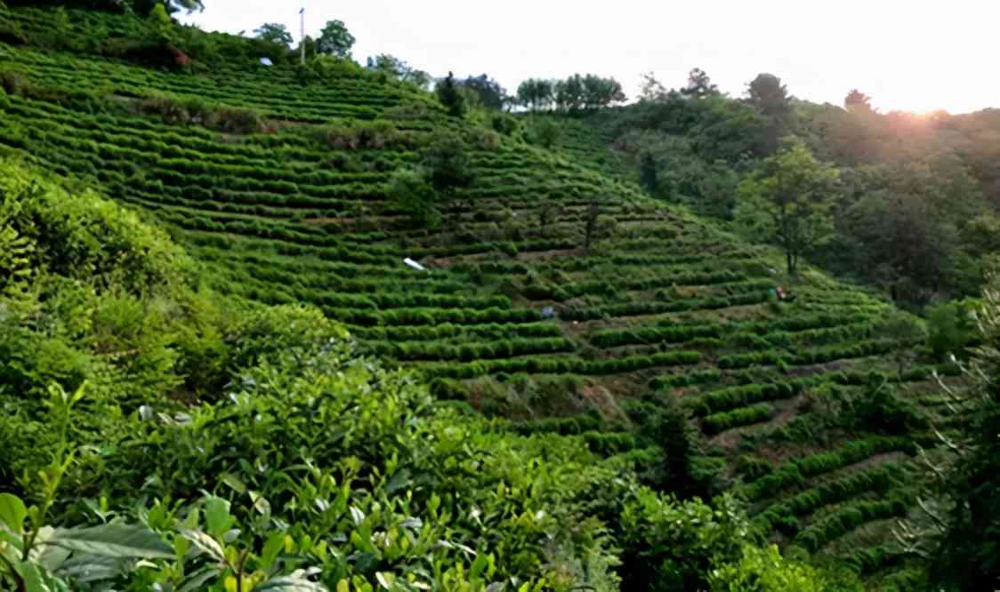 青岛茶厂：从茶叶种植到茶叶加工的全方位解答与了解