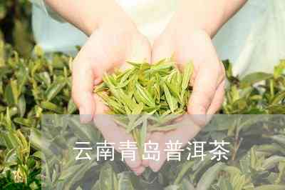 青岛茶普洱茶