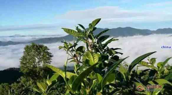 云南大雪山茶王普洱茶单珠一号：古树茶的璀璨瑰宝