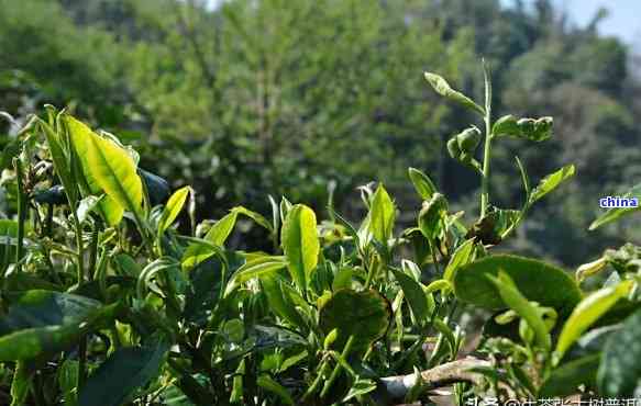 班章普洱茶：一款源自老班章的珍贵茶叶品种探究