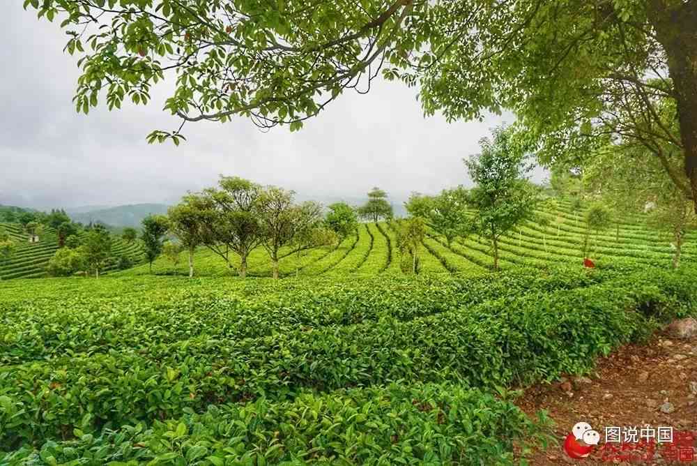 北京普洱茶地