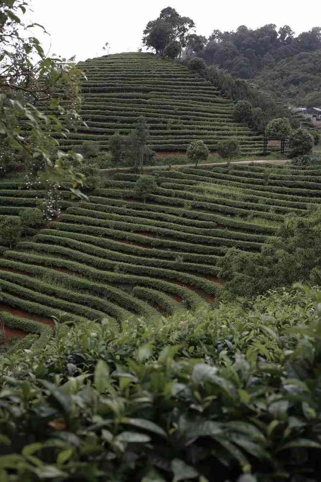 北京普洱茶地