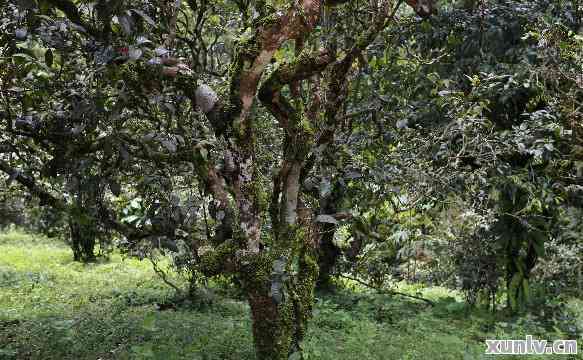 临沧秘境：揭秘普洱茶的产地与山头，哪个才是真正的古树茶？