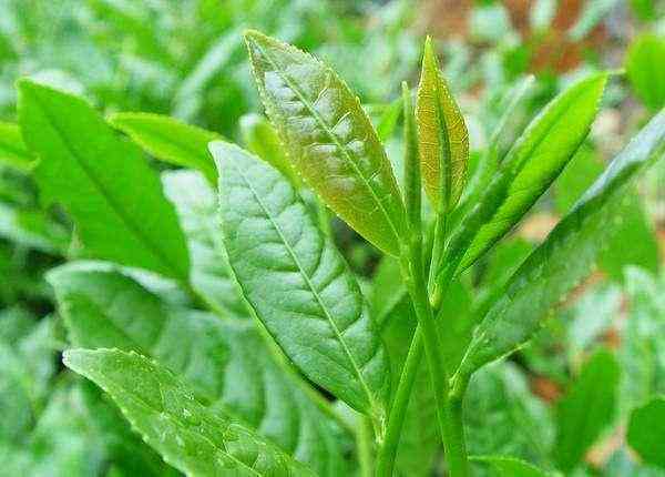 赶黄草茶和茶叶同泡的可行性及其影响：你需要知道的一切