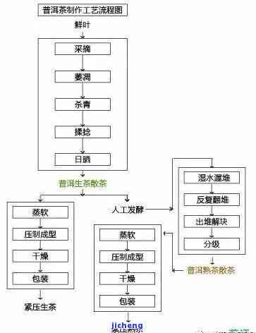 师深度解析普洱茶：从品种、制作工艺到品尝方法的全面指南