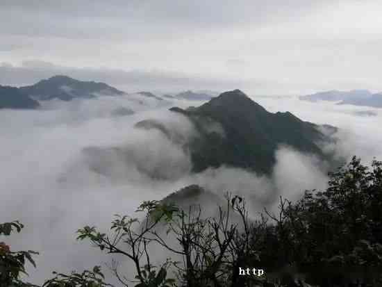 观斗山普洱茶