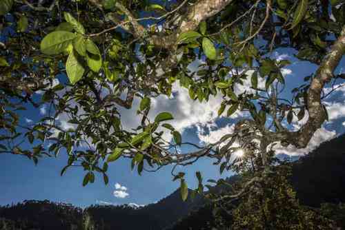 探究普洱茶的魅力与健风险：一场关于野生普洱茶性的科学解析