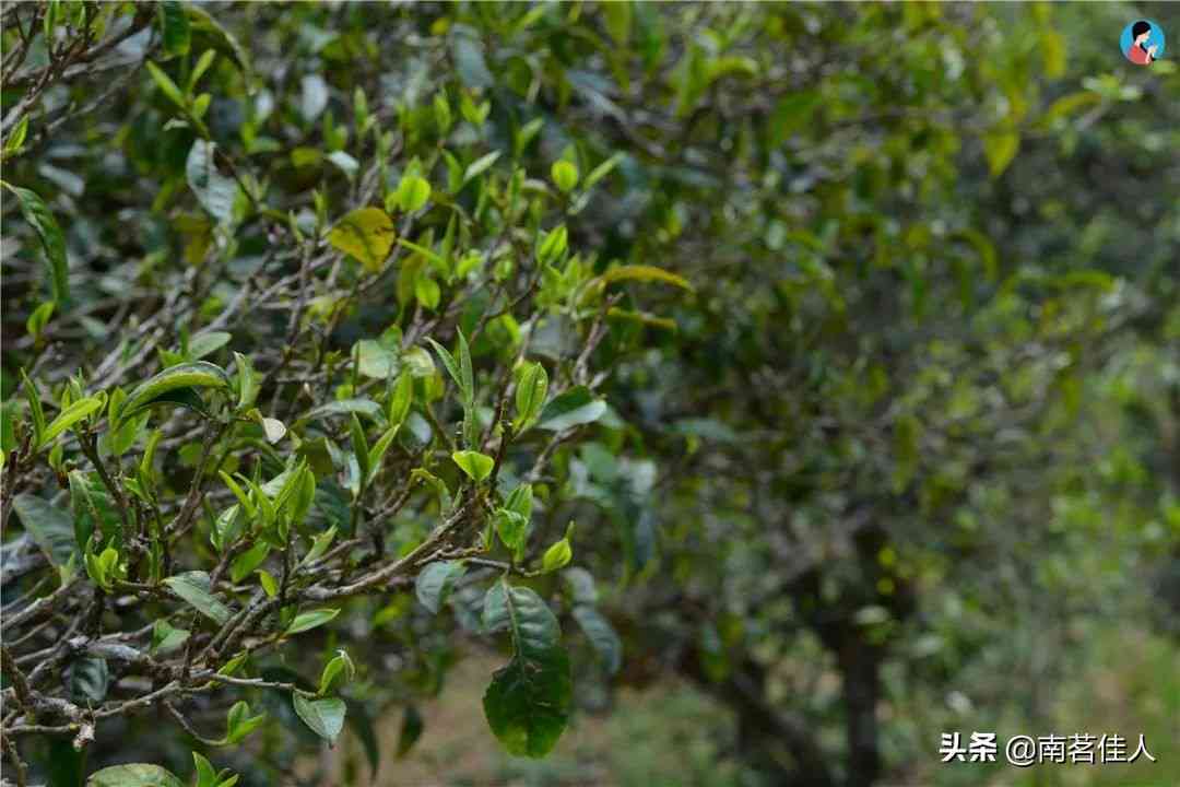 探索冰岛白茶与普洱茶之间的差异及其各自独特之处