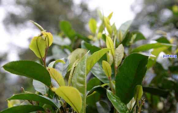 原叶普洱茶包：你知道包普洱茶的叶子叫什么吗？