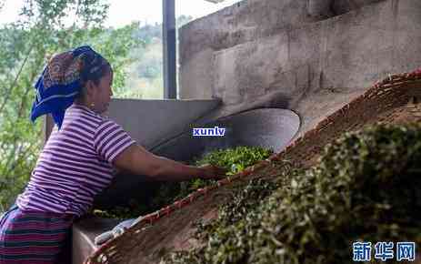 布朗山古树普洱茶：一场味觉之旅的探索与发现