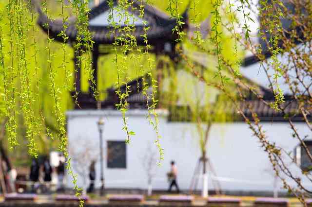 醉春风茶叶：品味江南春色与传统工艺的完美融合