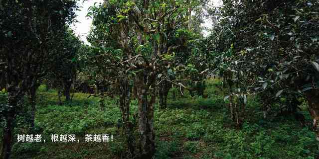 雨林中的普洱茶：一自然与文化的融合之旅