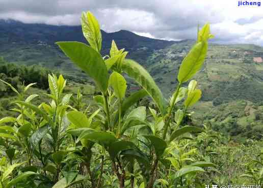 茶农的普洱茶怎么样：口感与品质解析